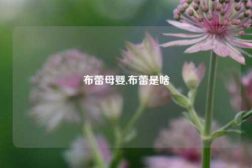 布蕾母婴,布蕾是啥